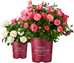 Premium Brands, Exceptional plants - Bailey-1