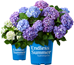 Premium Brands, Exceptional plants - Bailey-1