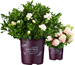 Premium Brands, Exceptional plants - Bailey-1